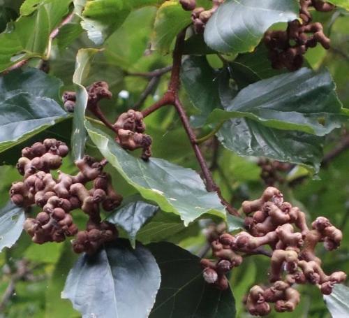 枳椇子的功效与作用,枳椇子的副作用